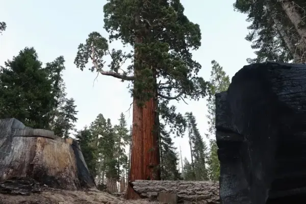 Trump intends to open U.S. national forests to road construction, drilling, and logging