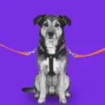 When a couple separates, who keeps the pet?