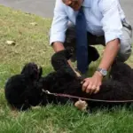 “We lost a very beloved member of our family”: Obama’s painful goodbye to Sunny, his dog for 13 years