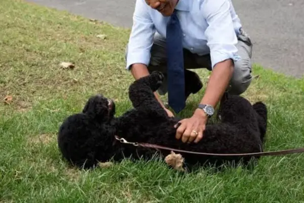 “We lost a very beloved member of our family”: Obama’s painful goodbye to Sunny, his dog for 13 years