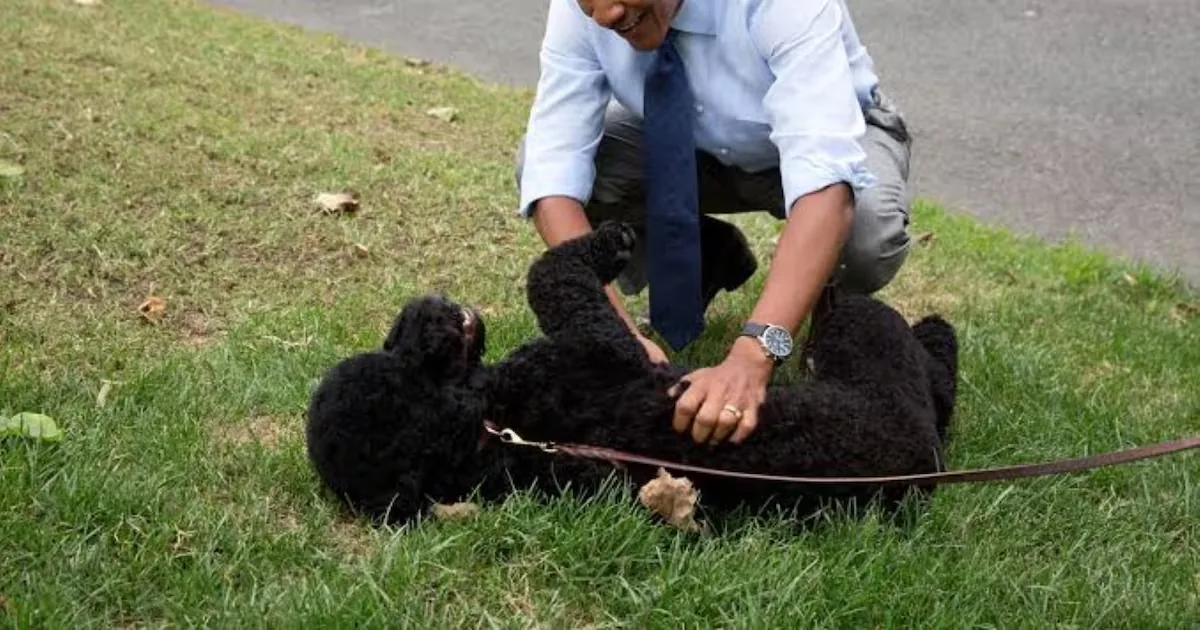 “We lost a very beloved member of our family”: Obama’s painful goodbye to Sunny, his dog for 13 years